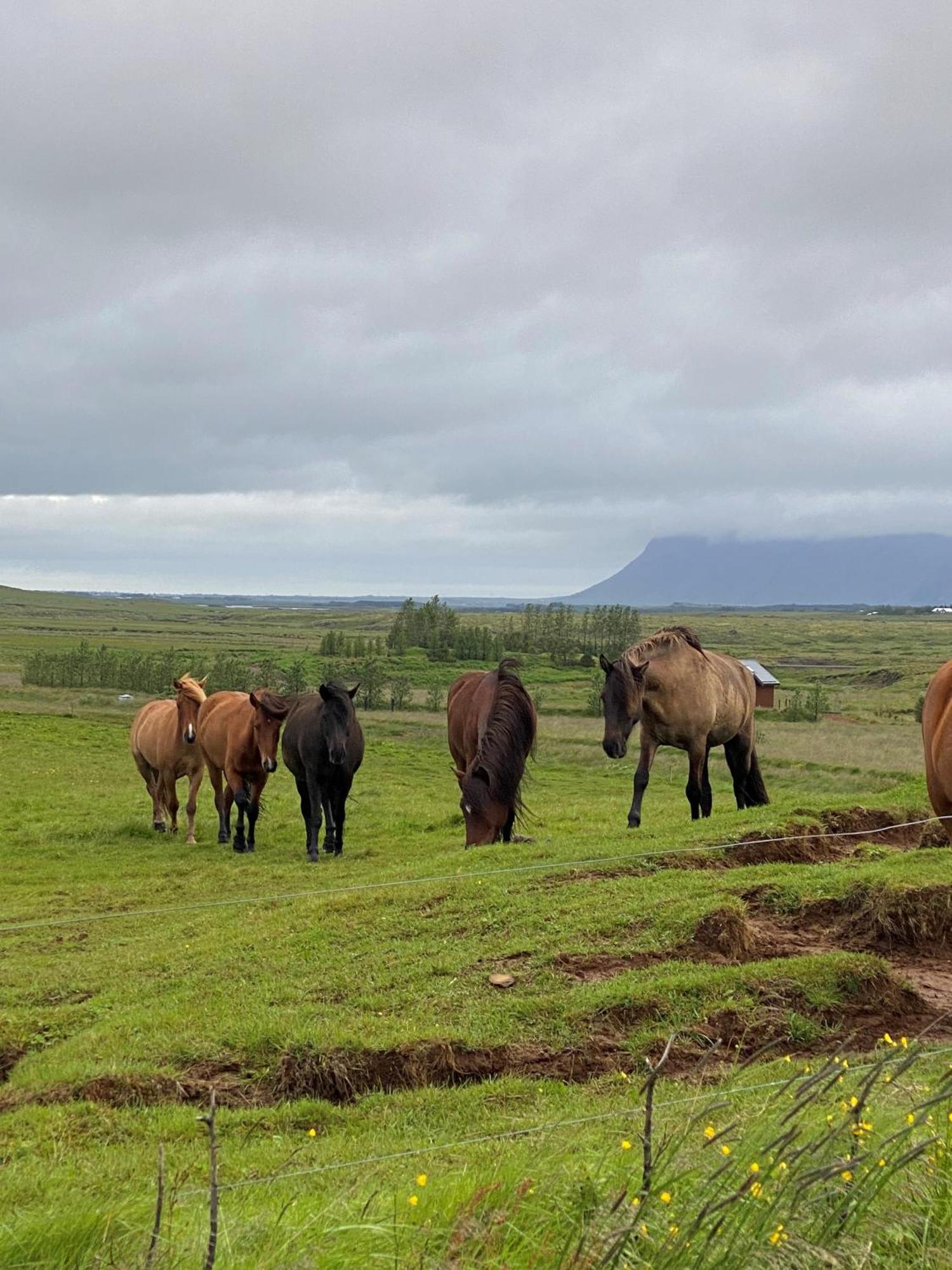Myrarkot Country Home Selfoss Kültér fotó