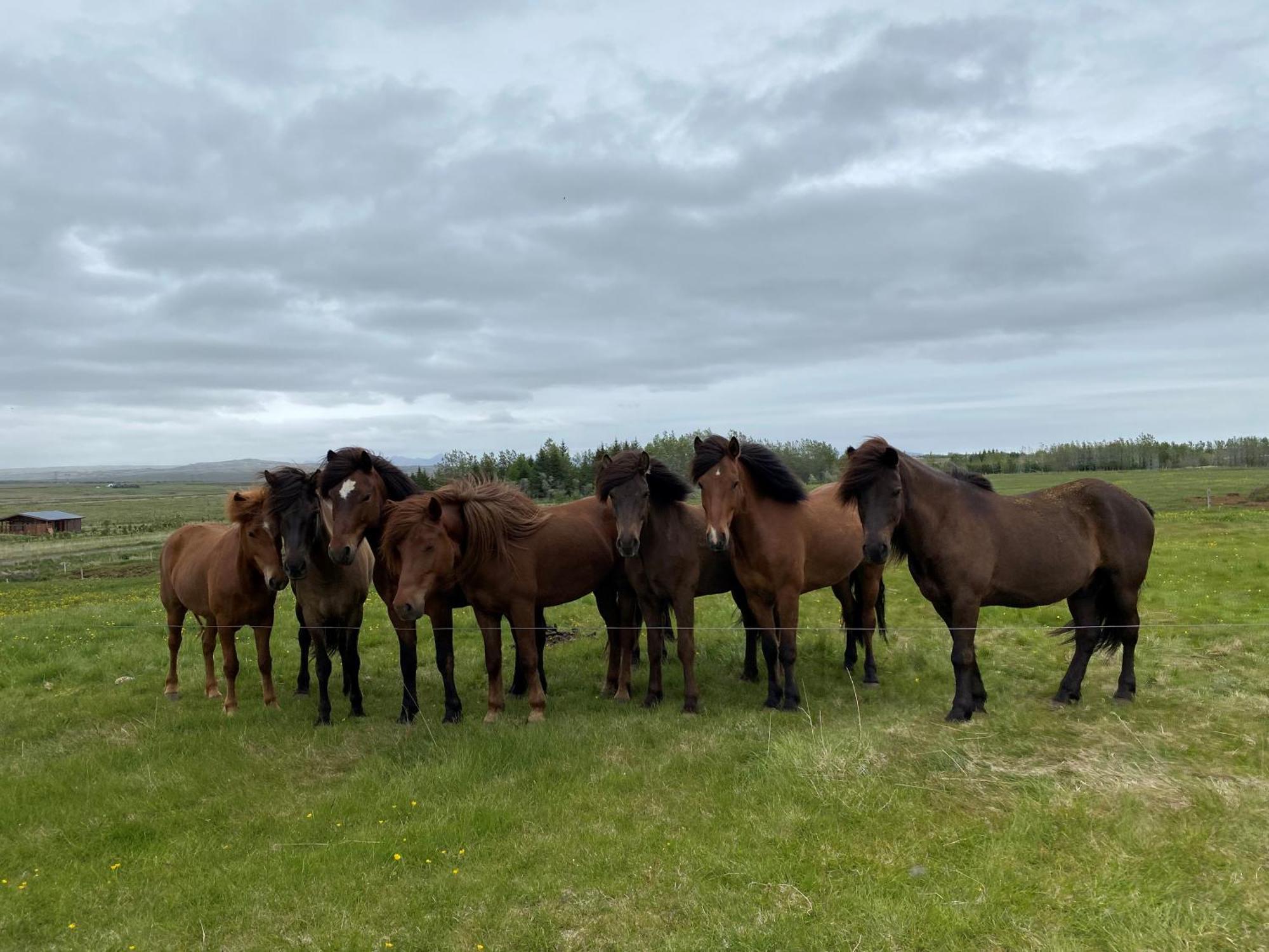 Myrarkot Country Home Selfoss Kültér fotó